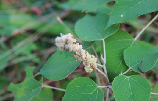 1630116005693509.jpg image.jpg