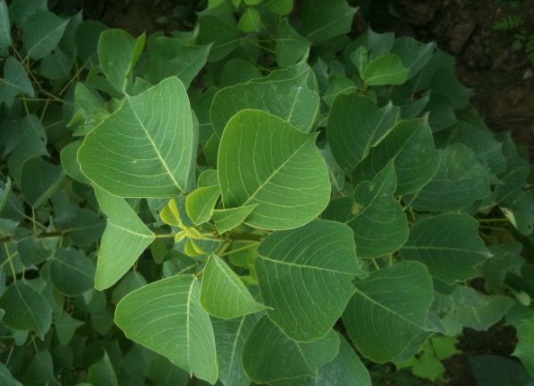 1630116017854218.jpg image.jpg