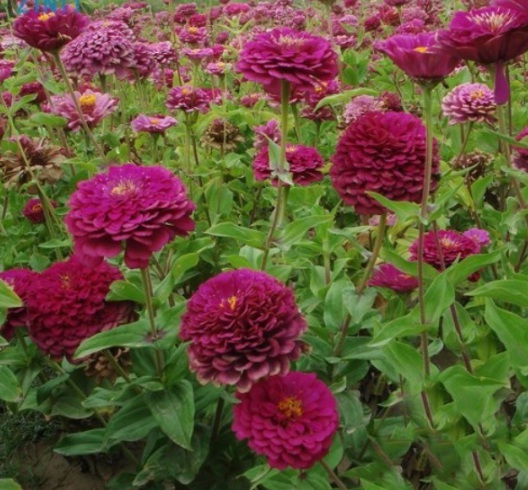 1630117408686284.jpg image.jpg