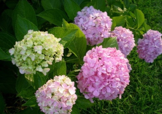 1630117941744524.jpg image.jpg