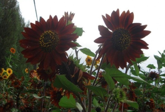 1630122682635281.jpg image.jpg