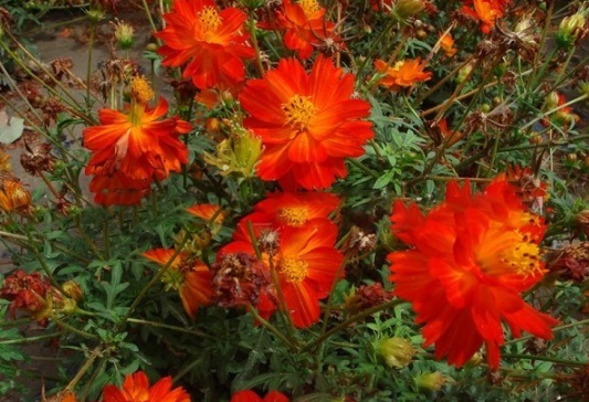 1630122767183341.jpg image.jpg