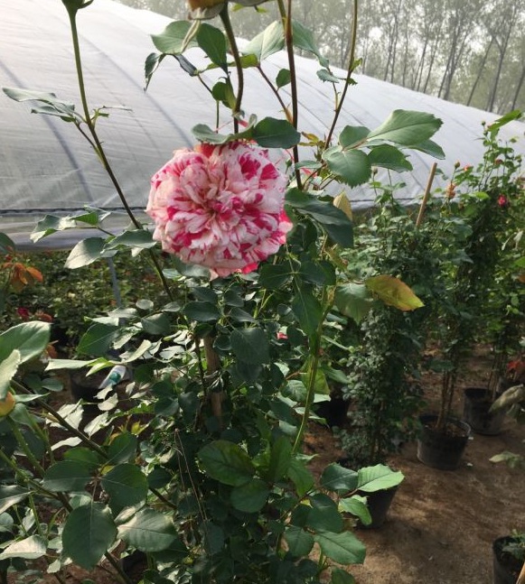 1630123373227170.jpg image.jpg