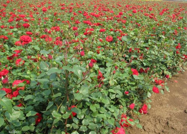 1630123633183683.jpg image.jpg