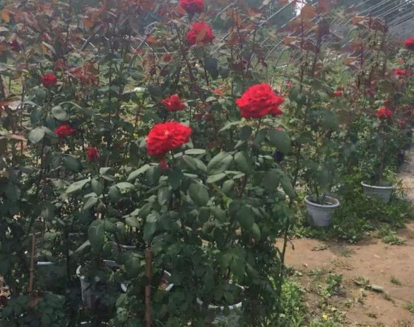 1630123846178452.jpg image.jpg