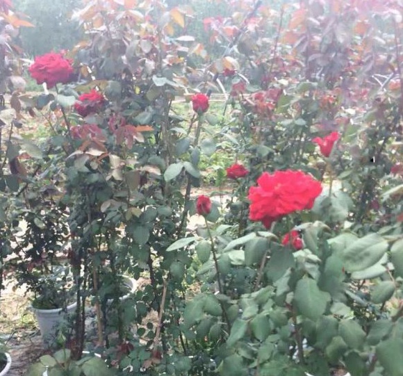 1630123860268695.jpg image.jpg