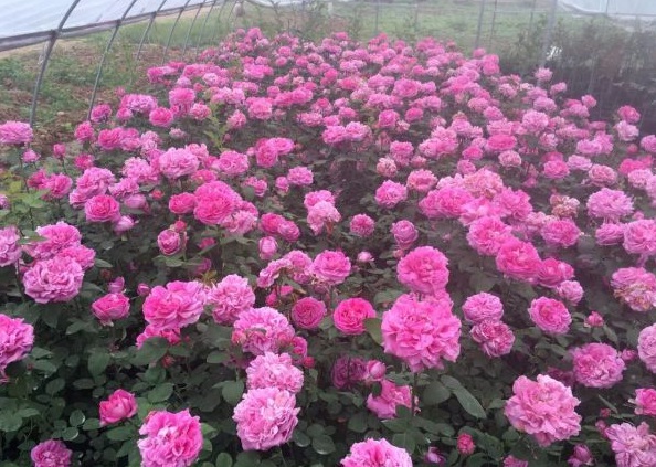 1630123947584539.jpg image.jpg