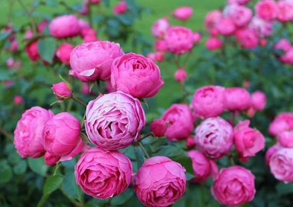 1630124074708032.jpg image.jpg