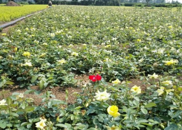 1630124119355147.jpg image.jpg