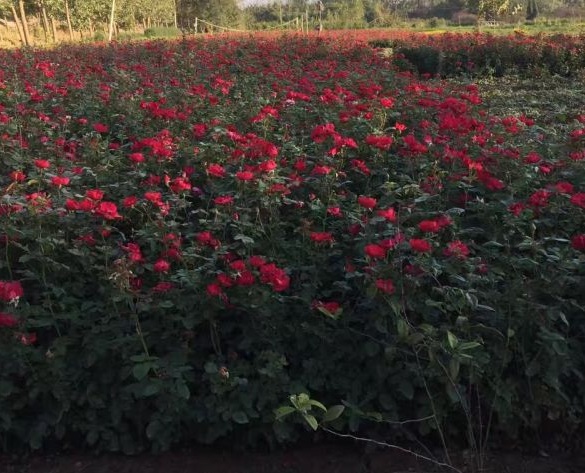 1630124132819337.jpg image.jpg