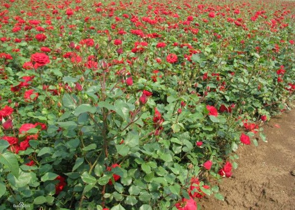 1630124143135975.jpg image.jpg