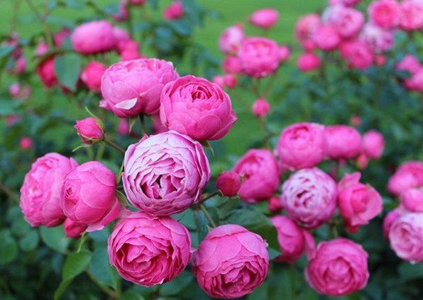 1630124183191346.jpg image.jpg