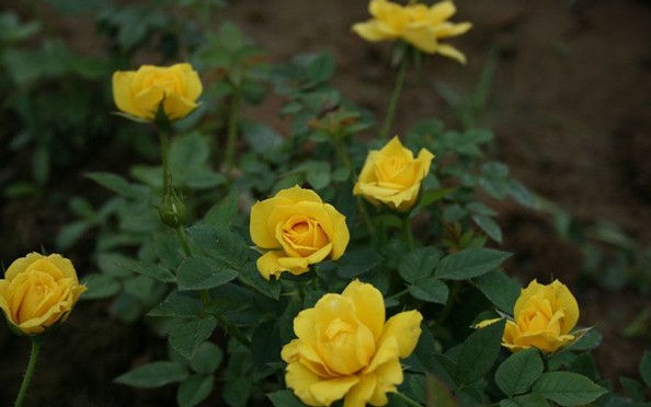 1630124317453004.jpg image.jpg