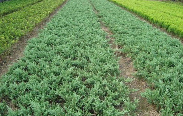 1630124618617431.jpg image.jpg