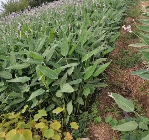 1630133881571293.jpg AZUW85SYJIJH0U{EIBL$G}Q.jpg