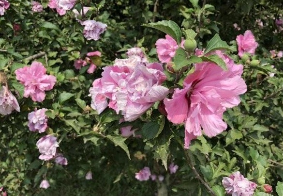 1630134760689736.jpg G4BI_K9PT(7{D`[~3PAN5L0.jpg