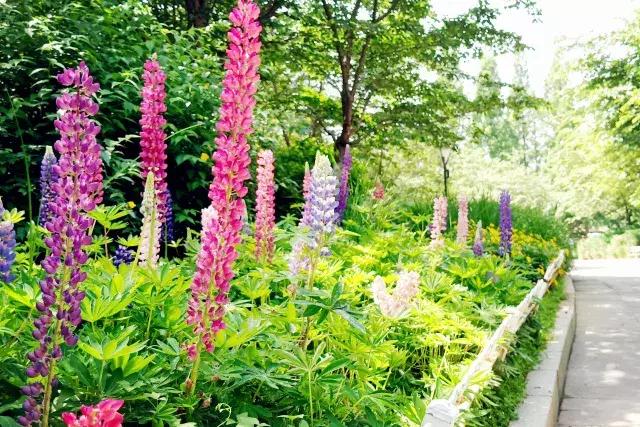 魯冰花繁殖技巧，怎么才能養好魯冰花？