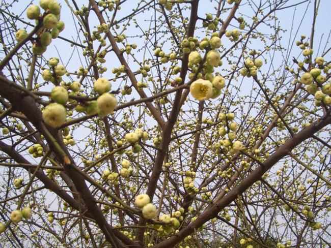 綠梅花綠梅樹(shù)苗