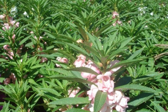 1630136421705904.jpg H~B%%RX$H7KVMS[1LBL$YKF.jpg