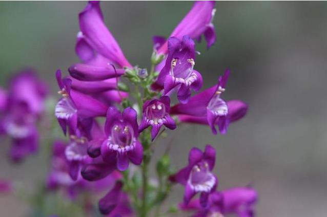 飛燕草是什么？養的時候要注意哪些問題呢？