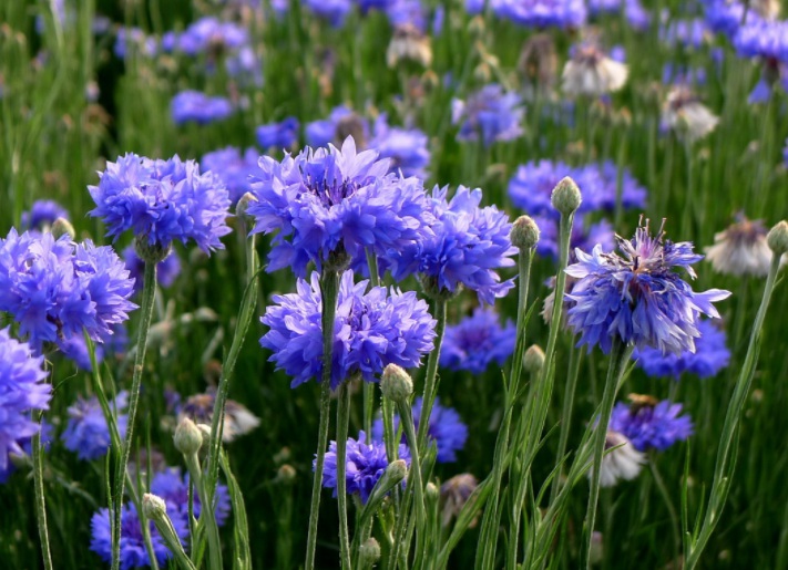 1630161374718770.jpg 矢車菊1111111111111.jpg