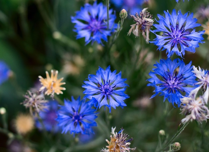 1630161398398186.jpg 矢車菊22222222222222222.jpg