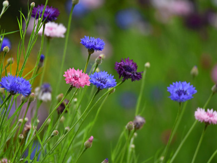 1630161419533579.jpg 矢車菊3333333333333.jpg