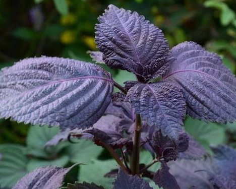 1630166086833860.jpg image.jpg