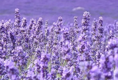 1630166845367499.jpg image.jpg