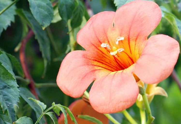 1630168598423599.jpg 凌霄花2.jpg