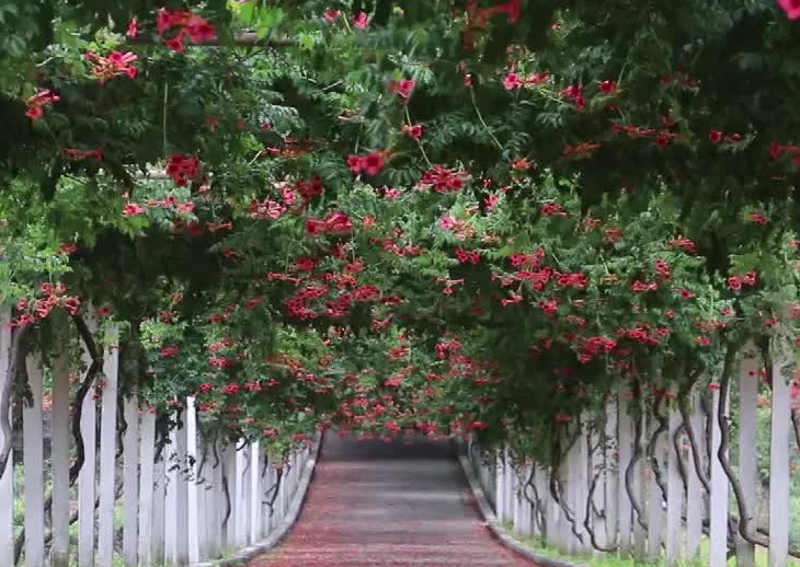 1630168614614464.jpg 凌霄花3333333.jpg