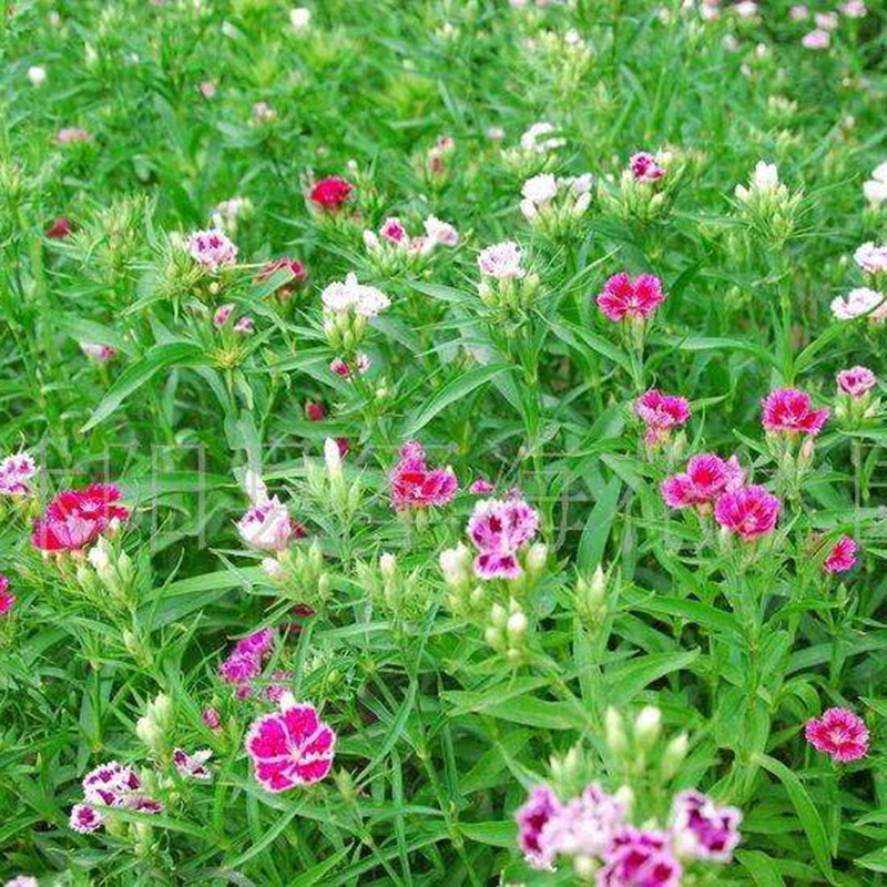 石竹花盆栽的養護管理