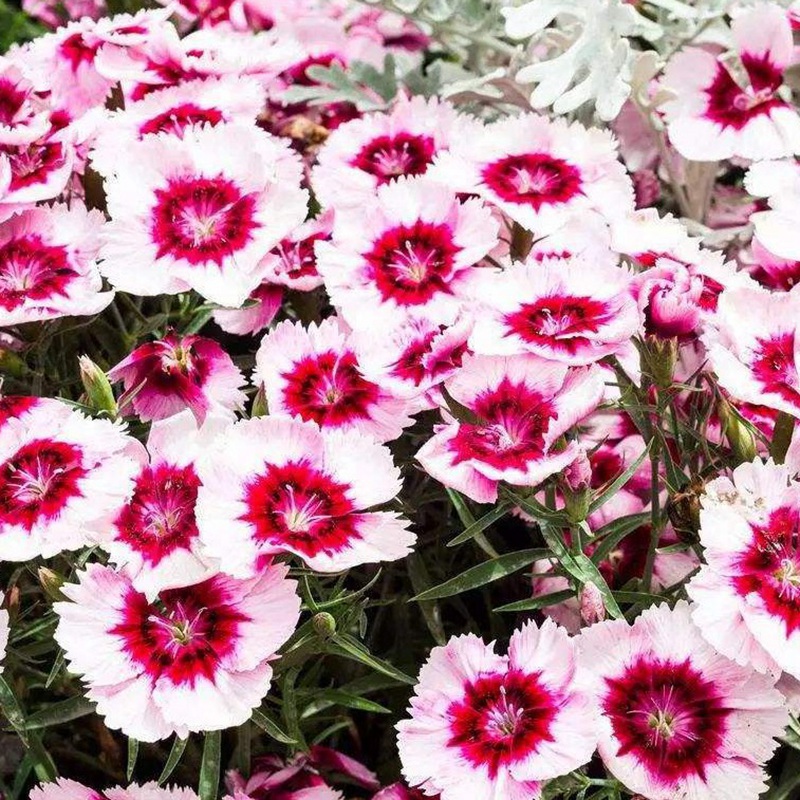 石竹花盆栽的養護管理