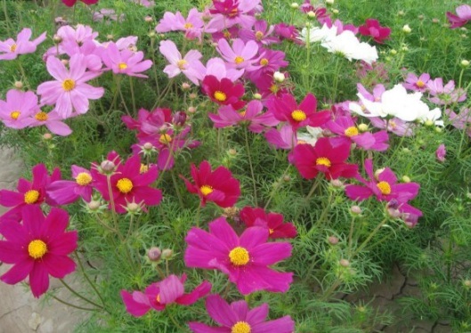 1630236420580663.jpg image.jpg