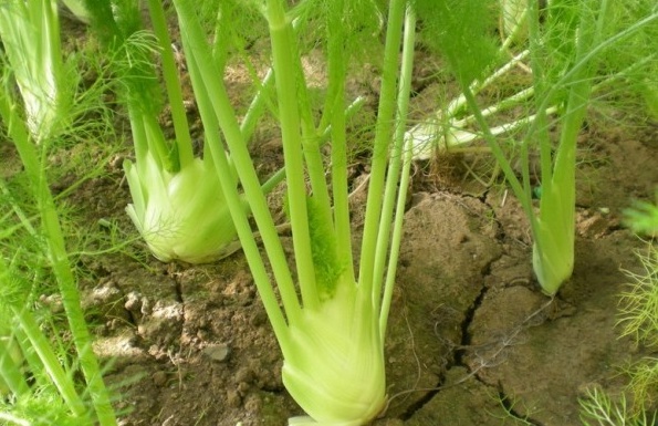 1630236693563289.jpg image.jpg