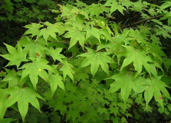 1630236964255212.jpg image.jpg