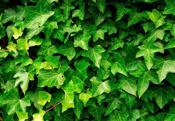 1630237271137663.jpg image.jpg