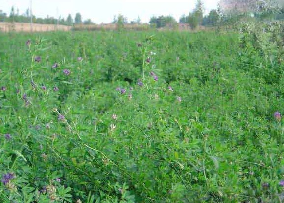 1630237917536610.jpg image.jpg