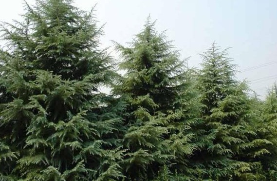 1630238084386595.jpg image.jpg