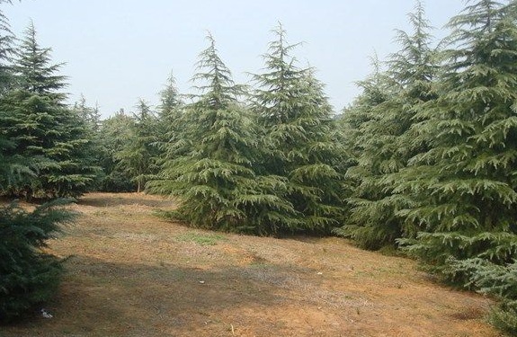 1630238093524691.jpg image.jpg