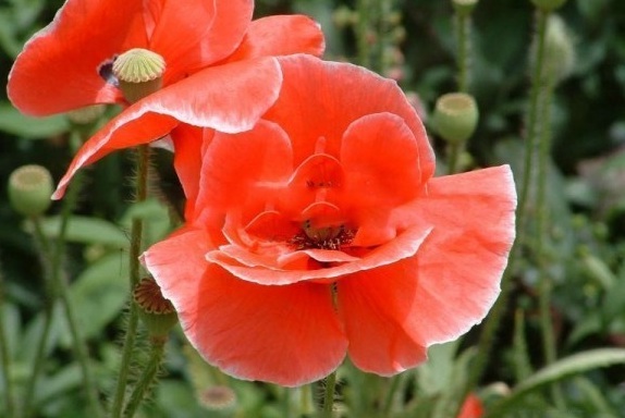 1630238369200472.jpg image.jpg