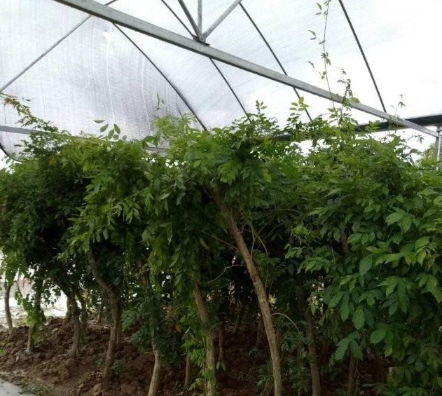 1630238474153431.jpg image.jpg