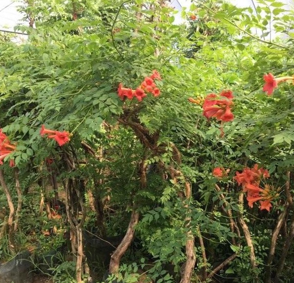 1630238485653806.jpg image.jpg