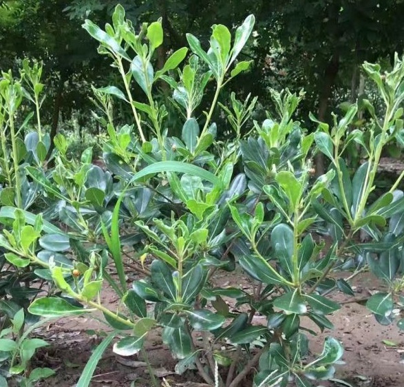 1630238576609349.jpg image.jpg