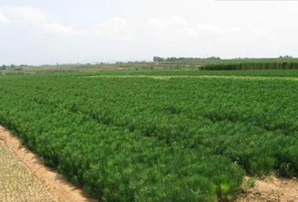 1630238753726467.jpg image.jpg