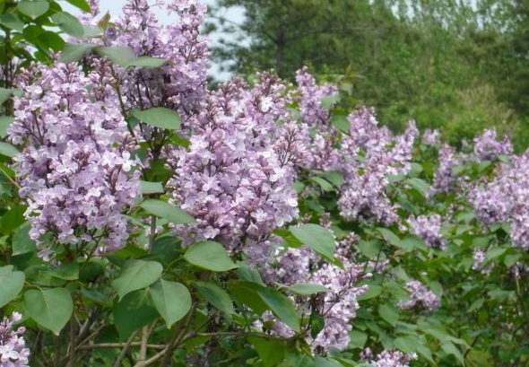 1630238926439859.jpg image.jpg