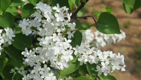 1630238934180034.jpg image.jpg