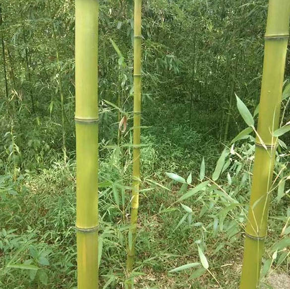 1630239022322121.jpg image.jpg