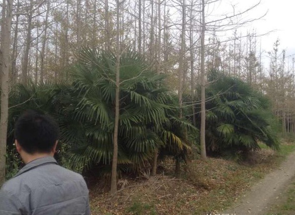 1630239088242391.jpg image.jpg