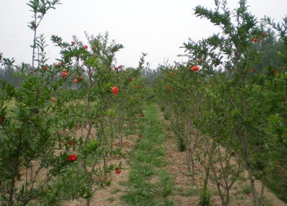 1630239161460839.jpg image.jpg